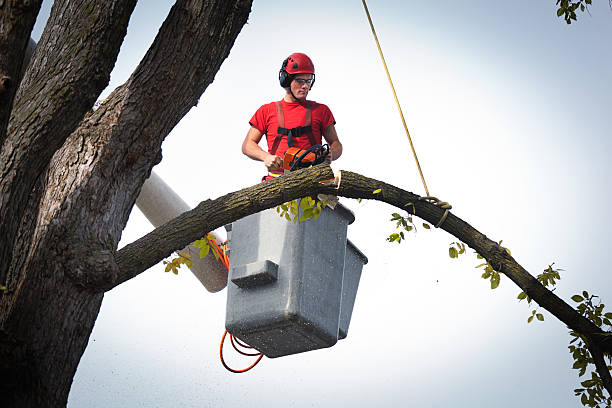 Best Tree Risk Assessment  in Temperance, MI